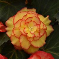 AmeriHybrid<sup>®</sup> Picotee Sunburst Tuberous Begonia