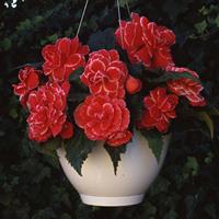 AmeriHybrid<sup>®</sup> Picotee Lace Red Tuberous Begonia