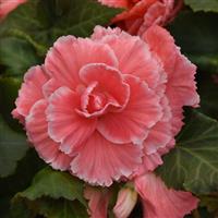 AmeriHybrid<sup>®</sup> Picotee Lace Pink Tuberous Begonia