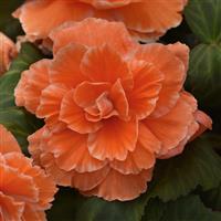 AmeriHybrid<sup>®</sup> Picotee Lace Apricot Tuberous Begonia