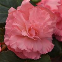 AmeriHybrid<sup>®</sup> Ruffled Pink Tuberous Begonia