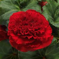 AmeriHybrid<sup>®</sup> Ruffled Red Tuberous Begonia