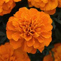 Bonanza™ Deep Orange French Marigold
