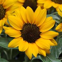Miss Sunshine Sunflower