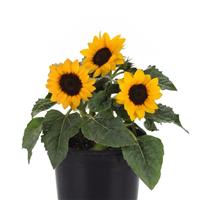 Miss Sunshine Sunflower
