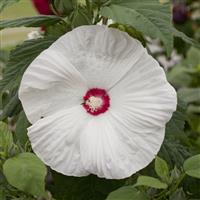 Hibiscus Honeymoon White with Eye