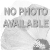 Echinacea Sombrero<sup>®</sup> Baja Burgundy