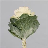Empire Antonina Flowering Kale