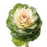 Empire Arina Flowering Kale