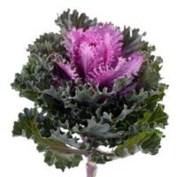 Empire Kysia Flowering Kale