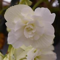 Sun Dancer™ White Tuberous Begonia