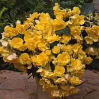 Sun Dancer™ Yellow Tuberous Begonia