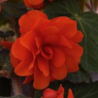 Sun Dancer™ Scarlet Orange Tuberous Begonia