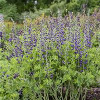 Baptisia Decadence Deluxe Periwinkle Popsicle