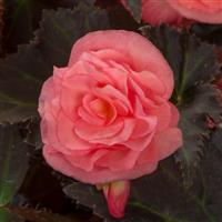 Adora Satin Rose Begonia