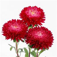 Azumi XL Red Cut Flower Aster