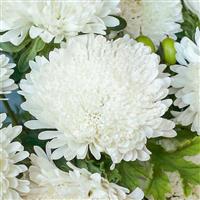 Azumi XL White Cut Flower Aster