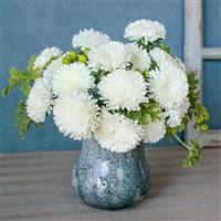 Azumi XL White Cut Flower Aster