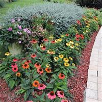 Echinacea Pollynation ApeX Mix