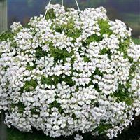Glacier™ White Ivy Geranium