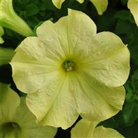 Sophistica<sup>®</sup> Lime Green Petunia