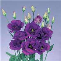 Echo Purple Cut Flower Lisianthus