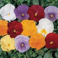 Crown Clear Mix Pansy