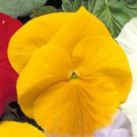 Crown Yellow Pansy