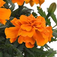 Durango<sup>®</sup> Orange French Marigold