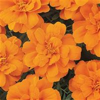 Durango<sup>®</sup> Tangerine French Marigold