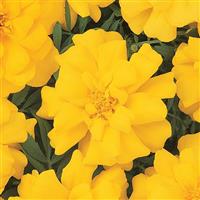 Durango<sup>®</sup> Yellow French Marigold