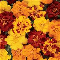 Durango<sup>®</sup> Outback Mixture French Marigold