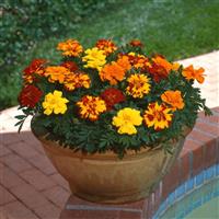 Durango<sup>®</sup> Outback Mixture French Marigold
