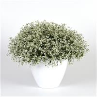 Loreen™ Compact White Euphorbia
