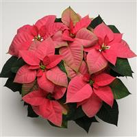 Christmas Beauty™ Pink Poinsettia