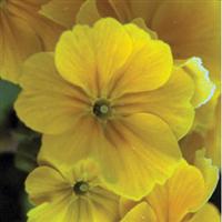 SuperNova Golden Yellow Primula