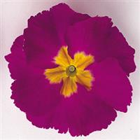 SuperNova Purple Bicolor Primula