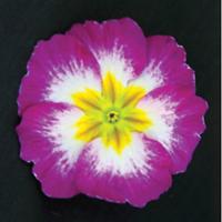 SuperNova Rose Bicolor Primula