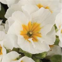 SuperNova White Primula