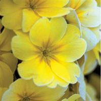 SuperNova Yellow Primula