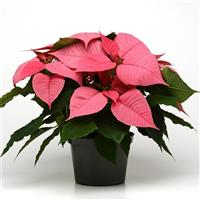 Christmas Glory™ Pink Poinsettia