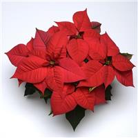 Christmas Glory™ Red Poinsettia