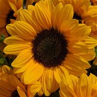 Vincent's Choice DMR Sunflower