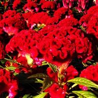 Twisted Red Currant Celosia