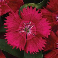Ideal Select™ Red Dianthus