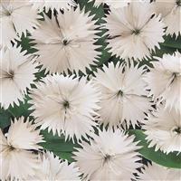 Ideal Select™ White Dianthus