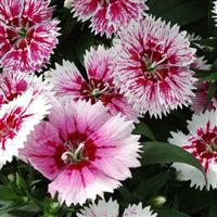 Ideal Select™ WhiteFire Dianthus