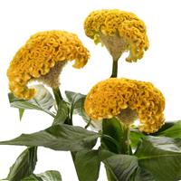 Act Yellow Cut Flower Celosia