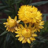 Monstrosum Lemon Yellow Helichrysum