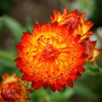 Monstrosum Orange Helichrysum